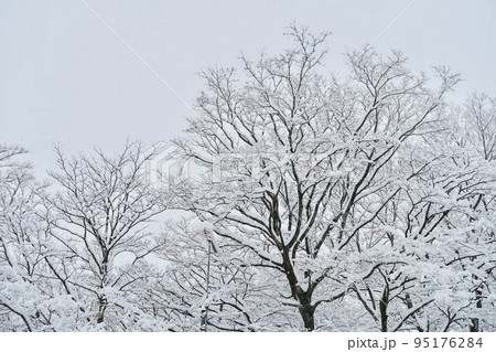 雪の背景 雪が積もった木々 雪の背景 雪が積もった木々 95176284