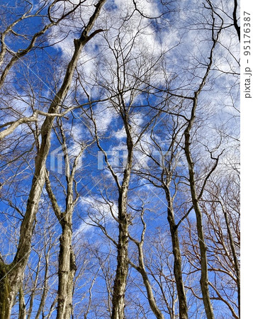 冬景色　冬の青空に映える森の木々 95176387