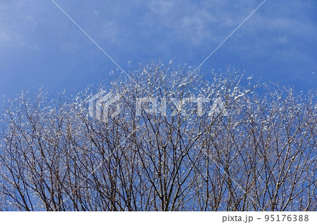 枝に積もった雪と青空 95176388
