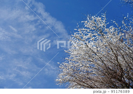 冬景色　枝に積もった雪と青空 95176389