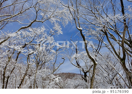 冬景色　雪の森と青空と山の風景 95176390