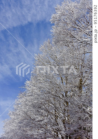 雪景色　木に積もった雪と青空 95176392