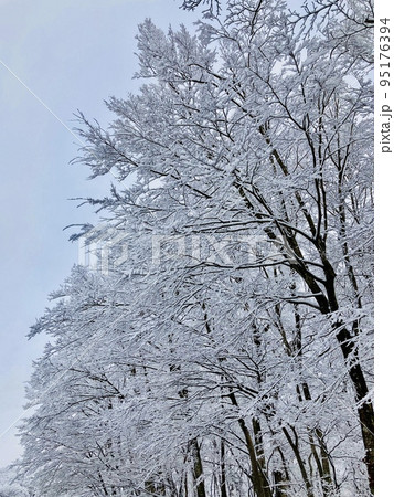 冬景色　木の枝に積もった雪 95176394