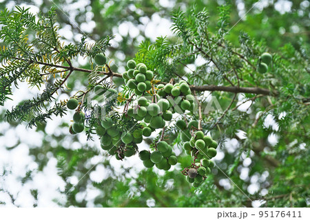 緑色のカヤの実（夏、八月） 95176411