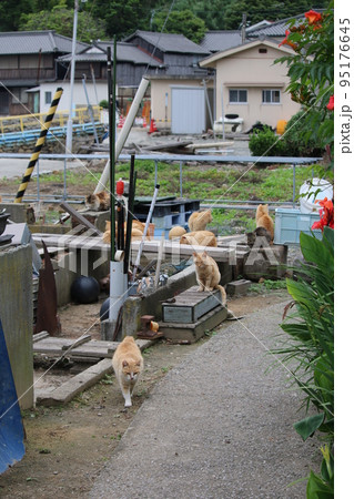 青島の猫 95176645
