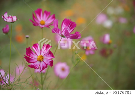 曇り空の下で静かに咲くコスモスの花 95176703