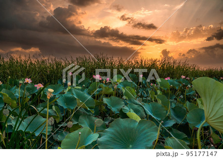 Sunrise in the field of lotuses, Pink lotus Nelumbo nucifera sways in the wind. Against the background of their green leaves. Lotus field on the lake in natural environment. 95177147