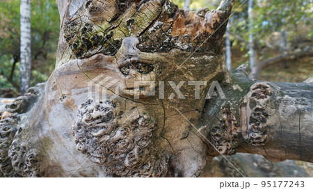 A big beautiful log lies in the autumn forest. 95177243