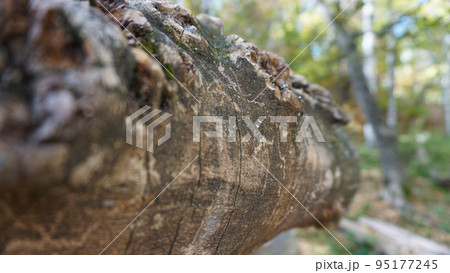 A big beautiful log lies in the autumn forest. A big beautiful log lies in the autumn forest. 95177245