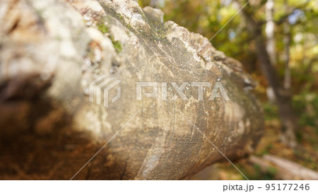 A big beautiful log lies in the autumn forest. 95177246