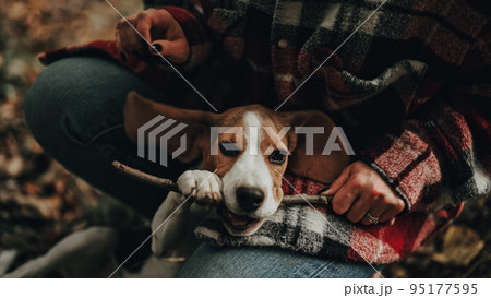 Funny little beagle puppy with twig in teeth. Woman playing with dog, stroking it on autumn nature 95177595