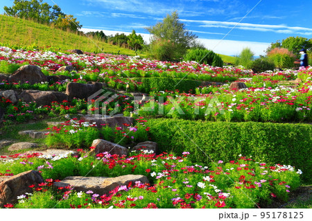 【香川県】国営讃岐まんのう公園の風花の庭の秋桜（竜頭の里） 95178125