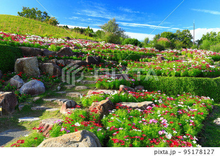 【香川県】国営讃岐まんのう公園の風花の庭の秋桜（竜頭の里） 95178127