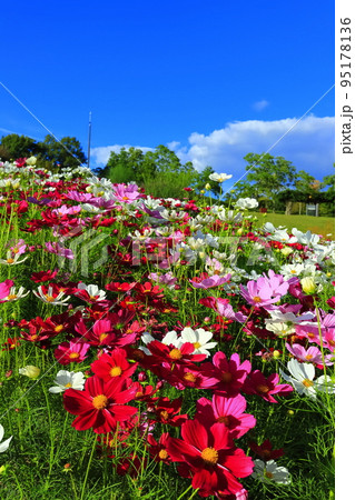 【香川県】国営讃岐まんのう公園の風花の庭の秋桜(竜頭の里) 【香川県】国営讃岐まんのう公園の風花の庭の秋桜(竜頭の里) 95178136