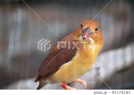 〔石川県能美市・いしかわ動物園〕アカショウビン　カワセミ科 95178185