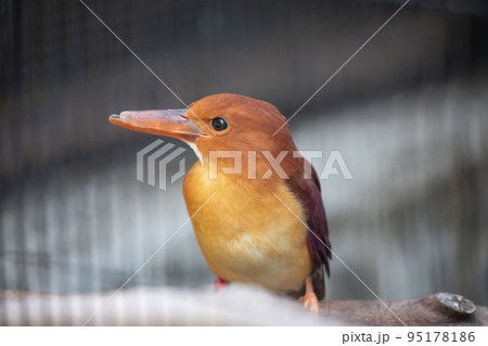〔石川県能美市・いしかわ動物園・9月〕アカショウビン　カワセミ科 95178186