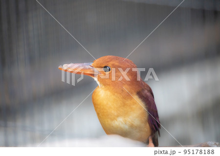 〔石川県能美市・いしかわ動物園〕アカショウビン　カワセミ科 95178188
