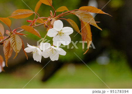 ヤマザクラの花 95178394