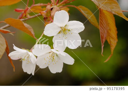 ヤマザクラの花 95178395