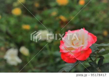 鮮やかなピンクと白の薔薇の花 鮮やかなピンクと白の薔薇の花 95178417