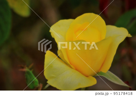 美しい黄色の薔薇の花 95178418