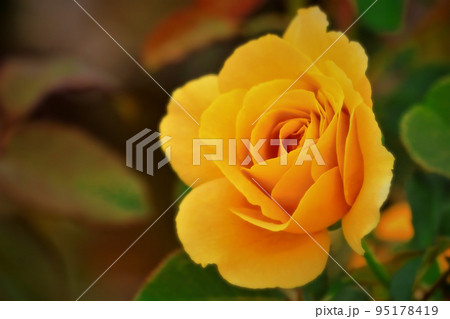 美しい黄色の薔薇の花 美しい黄色の薔薇の花 95178419