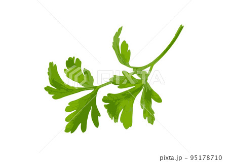 Parsley Leaves Isolated Parsley Leaves Isolated 95178710