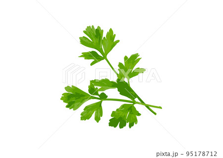Parsley Leaves Isolated Parsley Leaves Isolated 95178712