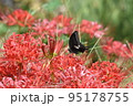 花と蝶 95178755