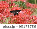 花と蝶 95178756
