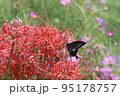 花と蝶 95178757