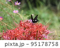 花と蝶 95178758