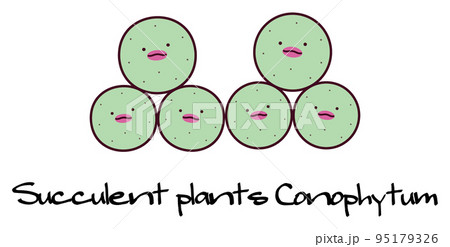 多肉植物 メセン コノフィツム パゲアエ conophytum pageae キャラクター イラストのイラスト素材 [95179326] - PIXTA