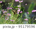 キアゲハ 95179596