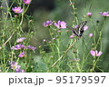 キアゲハ 95179597