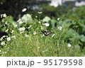 キアゲハ 95179598