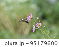キアゲハ 95179600