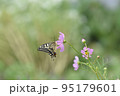 キアゲハ 95179601