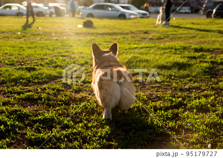 Welsh Corgi Pembroke smile and happy Cute dog walking on the grass in the park. Corgi butt, cute booty 95179727