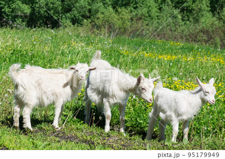 Goat on the grass Goat on the grass 95179949