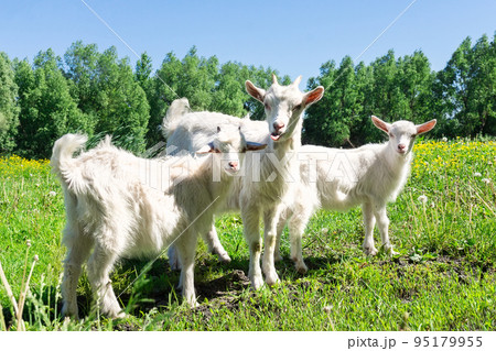 Goat on the grass 95179955