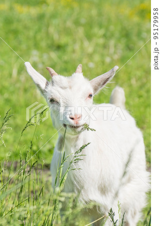 Goat on the grass 95179958