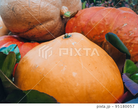 A bunch of large multi-colored pumpkins of different varieties lying on top of each other. Halloween holiday symbol. A bunch of large multi-colored pumpkins of different varieties lying on top of each other. Halloween holiday symbol. 95180057