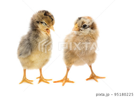Two chickens on white background 95180225