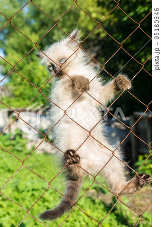 Kitten on the fence Kitten on the fence 95180346