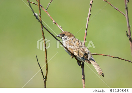 Sparrow on a branch Sparrow on a branch 95180348