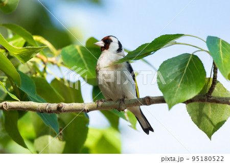 goldfinch on a branch goldfinch on a branch 95180522