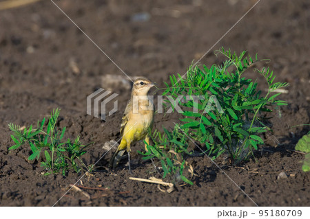 Motacilla flava on grass Motacilla flava on grass 95180709