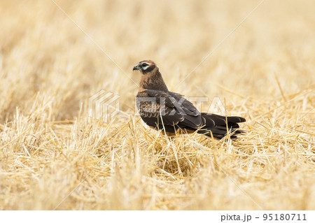 Circus pygargus on the wheat field Circus pygargus on the wheat field 95180711