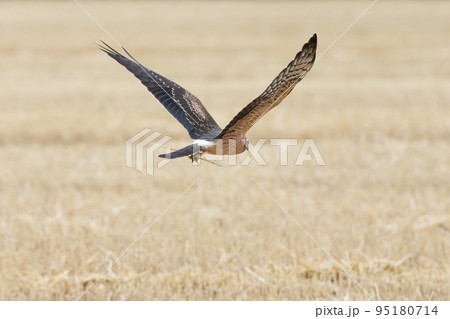 Circus pygargus on the wheat field 95180714